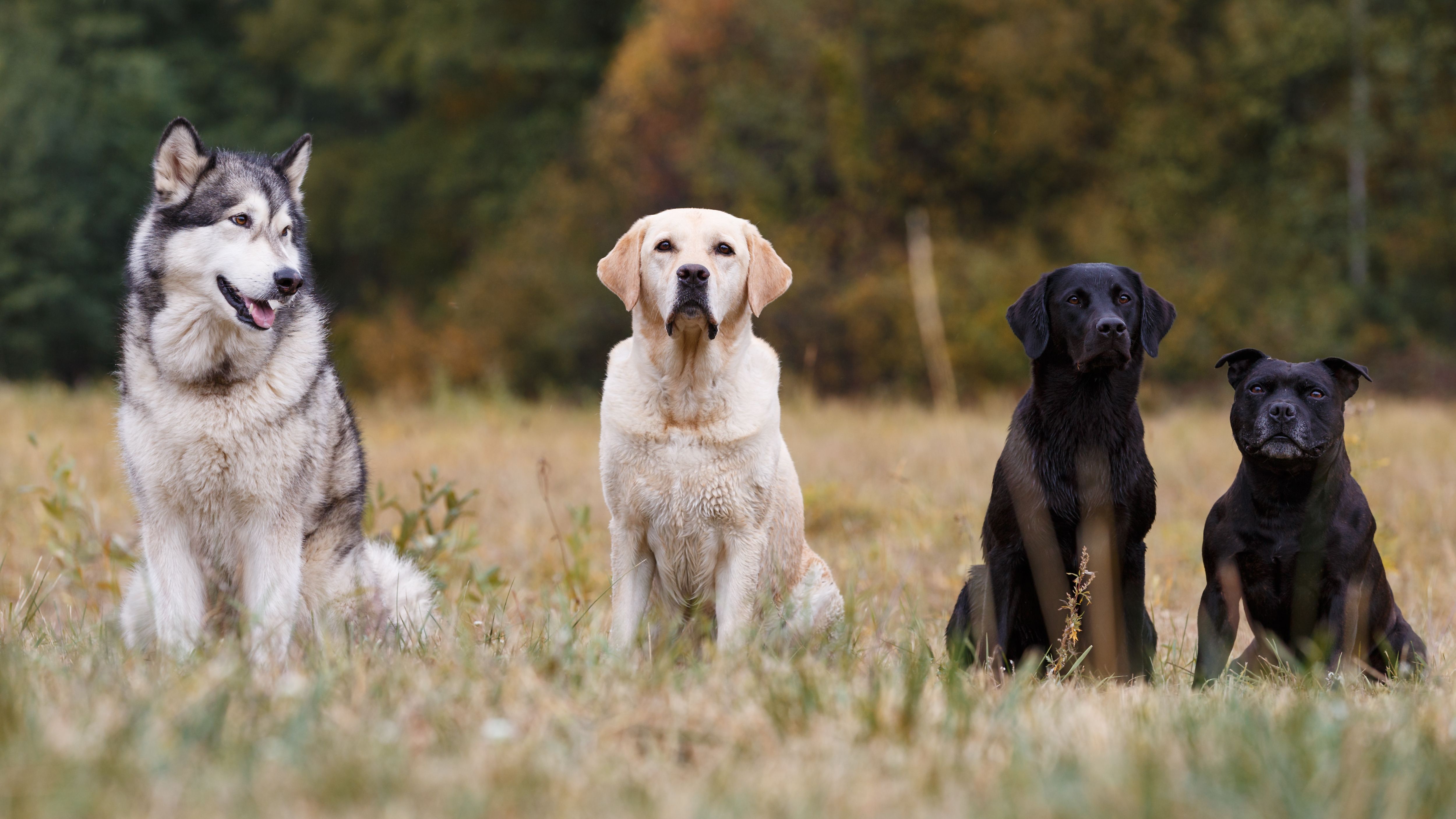 Viele Hunde ähneln dem Wolf optisch kaum mehr. Aber genetisch sind Wolf und Hund fast identisch. Das Erbgut unterscheidet sich nur an wenigen Stellen.