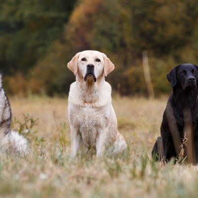 Viele Hunde ähneln dem Wolf optisch kaum mehr. Aber genetisch sind Wolf und Hund fast identisch. Das Ergut unterscheidet sich nur an wenigen Stellen.