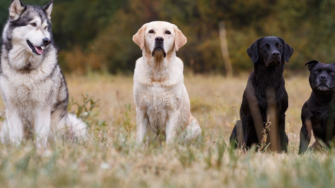 Viele Hunde ähneln dem Wolf optisch kaum mehr. Aber genetisch sind Wolf und Hund fast identisch. Das Ergut unterscheidet sich nur an wenigen Stellen.