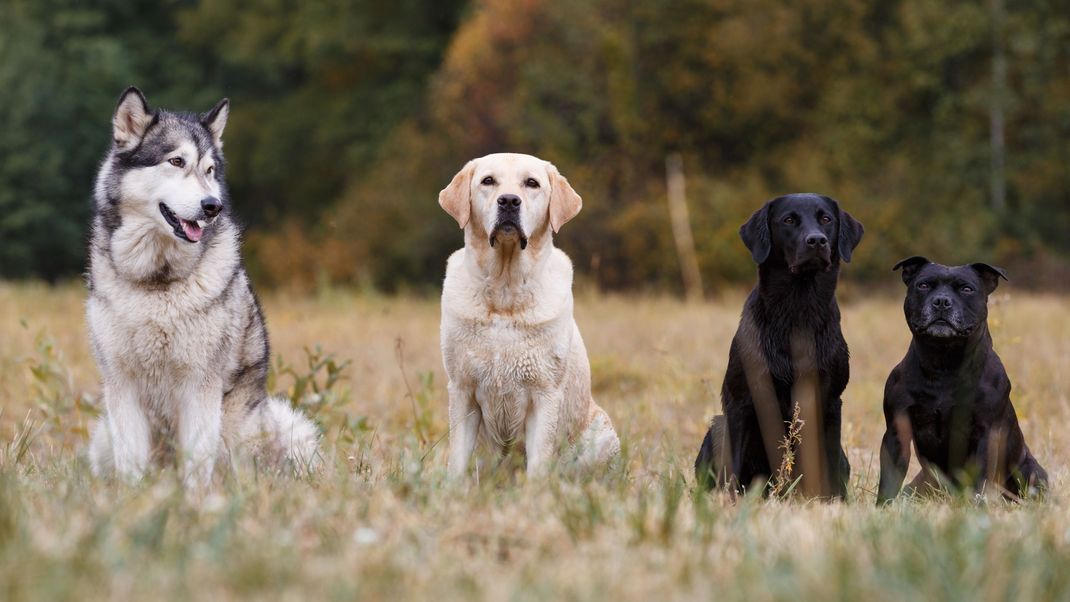 Hunde- und Katzenhalter müssen auf ihre Lieblinge achten, denn die Aujeszkysche Krankheit breitet sich weiter aus.