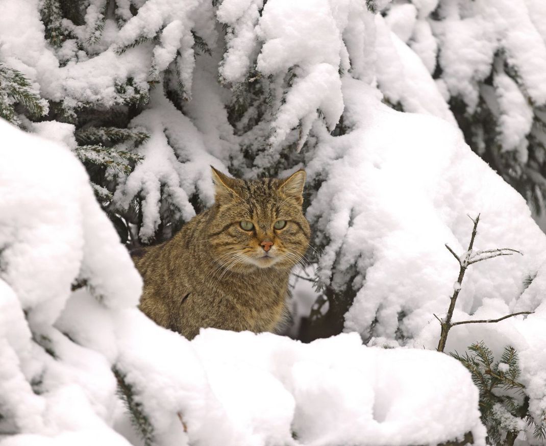 Wildkatzen meiden Gebiete mit regelmäßigen Schneehöhen von mehr als 20 cm.