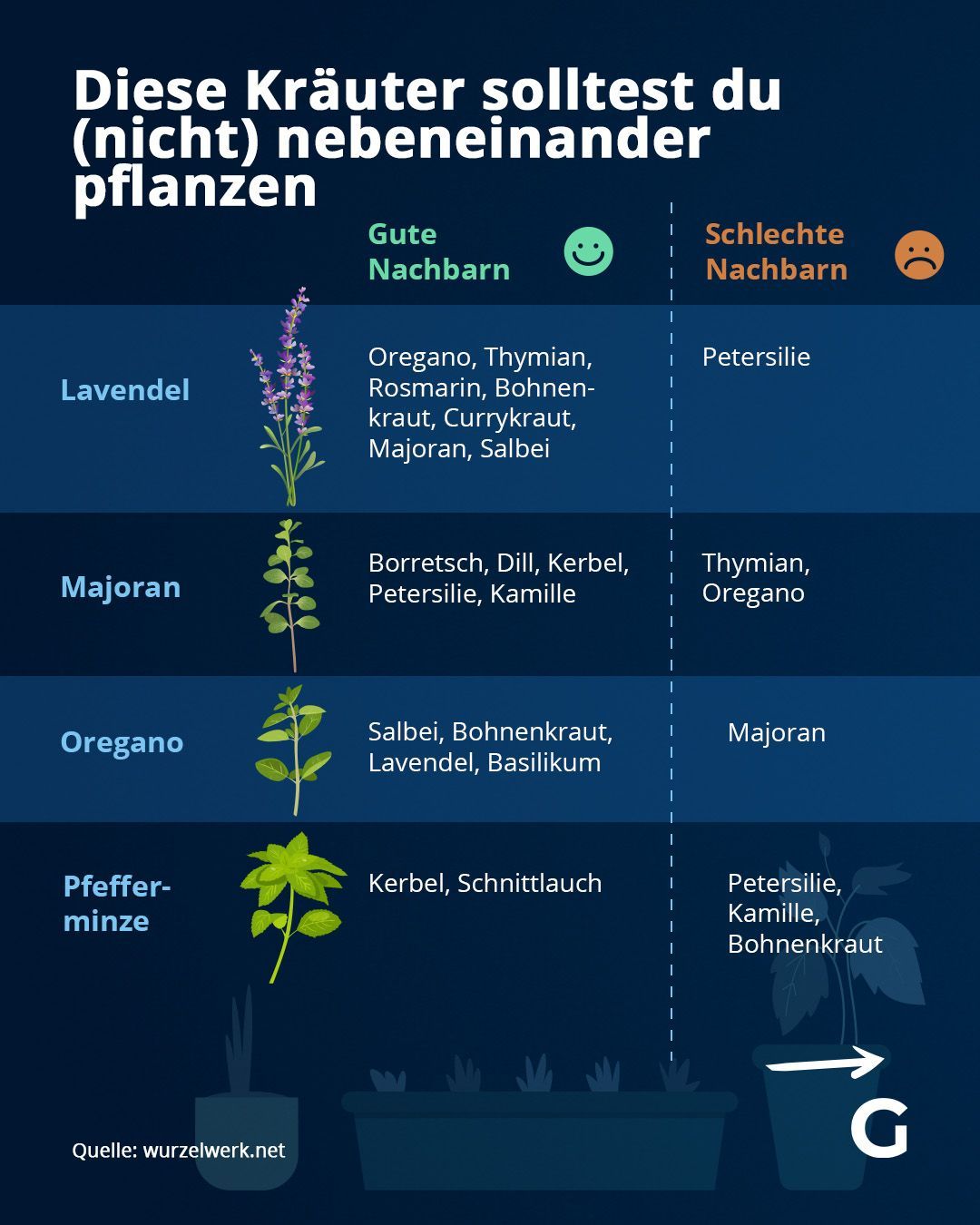 Diese Kräuter solltest du (nicht) nebeneinander pflanzen