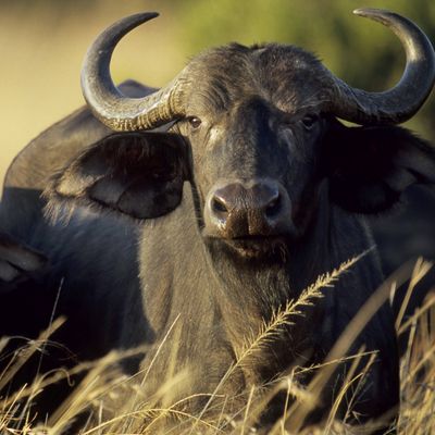 Afrikanischer Büffel, Kaffernbüffel