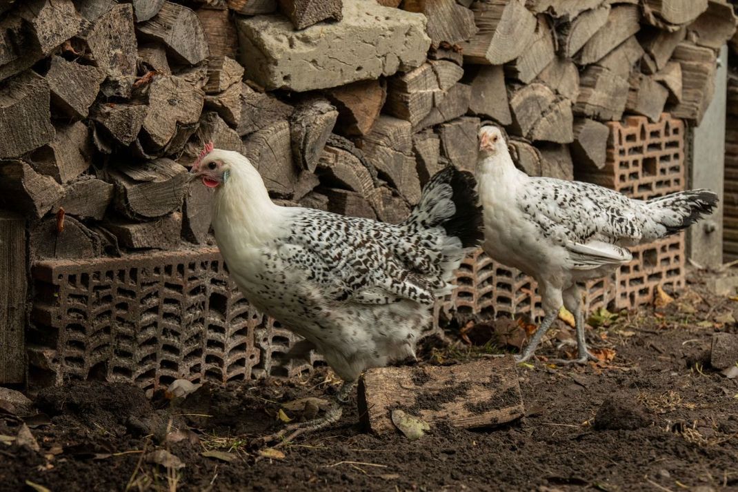 Ostfriesische Möwen sind keine Möwen sondern Hühner.