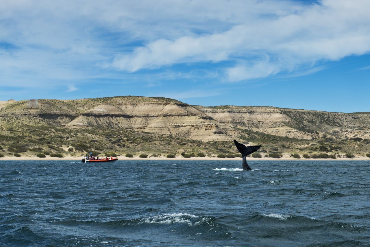Tierisch viel los ist auf der Halbinsel Valdés. An den Küsten tummeln sich Mähnen-Robben, See-Elefanten und mehrere Kolonien der Magellan-Pinguine. Die Südkaper, Mitglieder aus der Familie der Glattwale, kommen in der 2. Jahreshälfte hierher, um sich fortzupflanzen und ihre Jungen zur Welt zu bringen. Whale-Watching-Touren starten von Puerto Madryn aus. In der trockenen Steppenlandschaft im Inneren der Halbinsel sind Nandus (