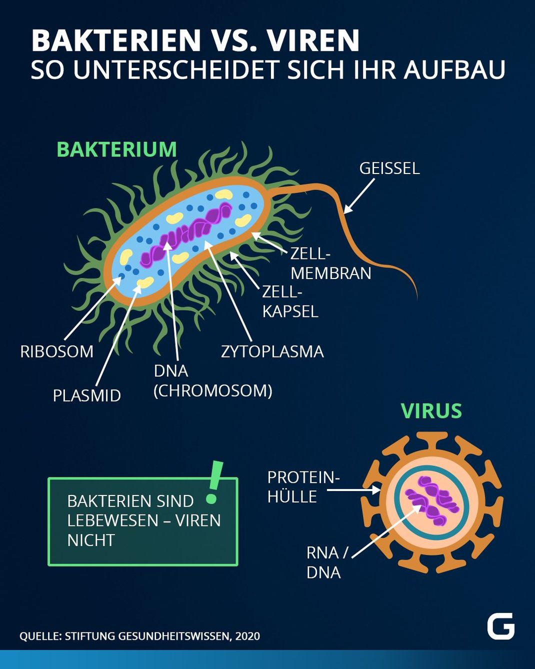 Bakterien sind, im Gegensatz zu einem Virus, ein Lebewesen,