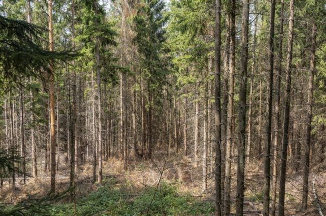 Trauriges Bild im Wald: Besonders Nadelbäume sterben ab.