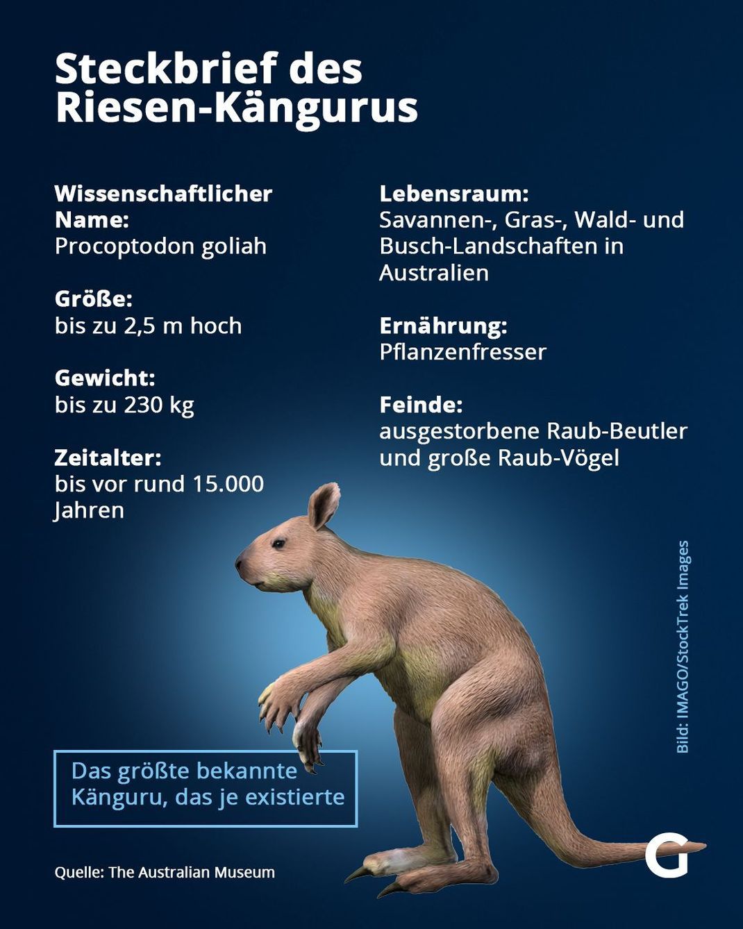 Fakten zum Riesen-Känguru
