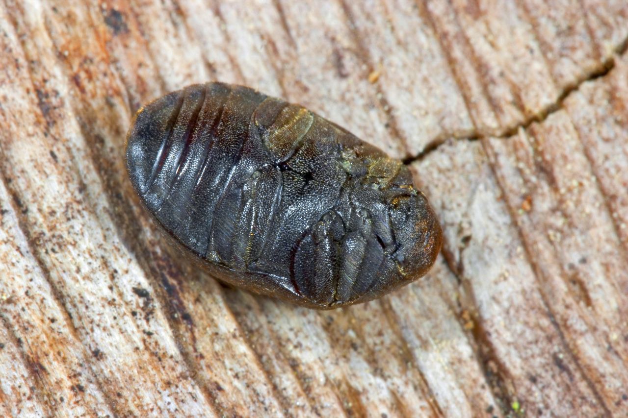 Wenn sich Insekten wie hier der Gemeine Pillenkäfer totstellen, wirkt das Schauspiel sehr echt.