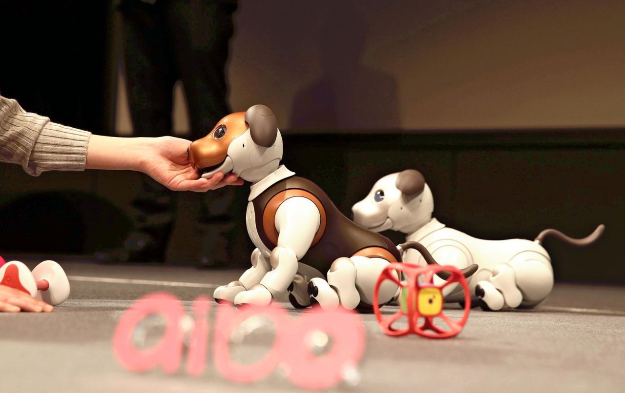 Der Roboter-Hund Aibo von Sony war ab 1999 zu haben. Der kleine Hund lief auf 4 Beinen, wackelte mit dem Schwanz, bellte und wälzte sich auf dem Boden herum. Mithilfe von Kameras und Mikrofonen erfasste er seine Umgebung. Heute gibt es unzählige Hunde-Roboter als Spielzeug.