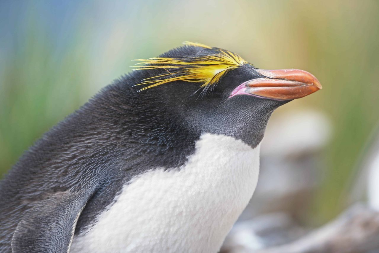 Goldschopf-Pinguin auf den Falklandinseln. Population: 12,6 Millionen.