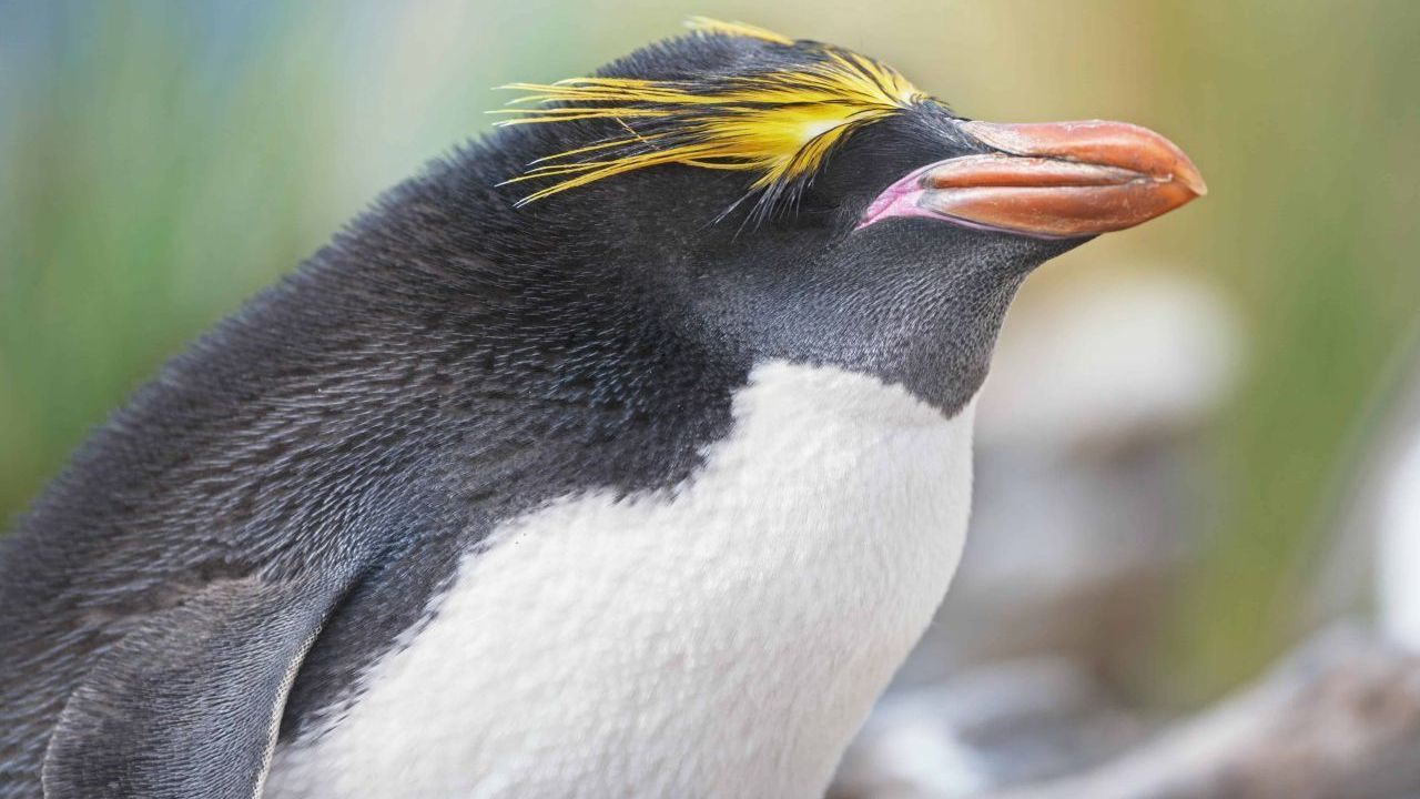 Goldschopf-Pinguin auf den Falklandinseln. Population: 12,6 Millionen.