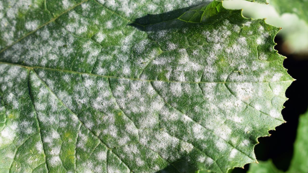 Echten Mehltau findest du oft auf Zucchiniblättern. 