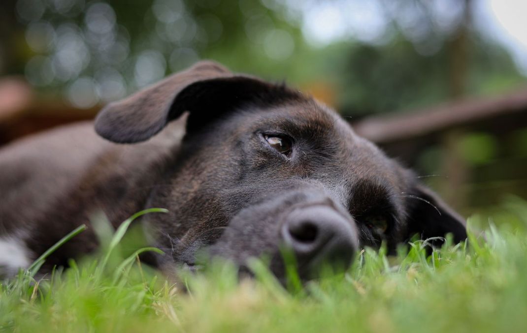 Hunde und Katzen sollten regelmäßig entwurmt werden.