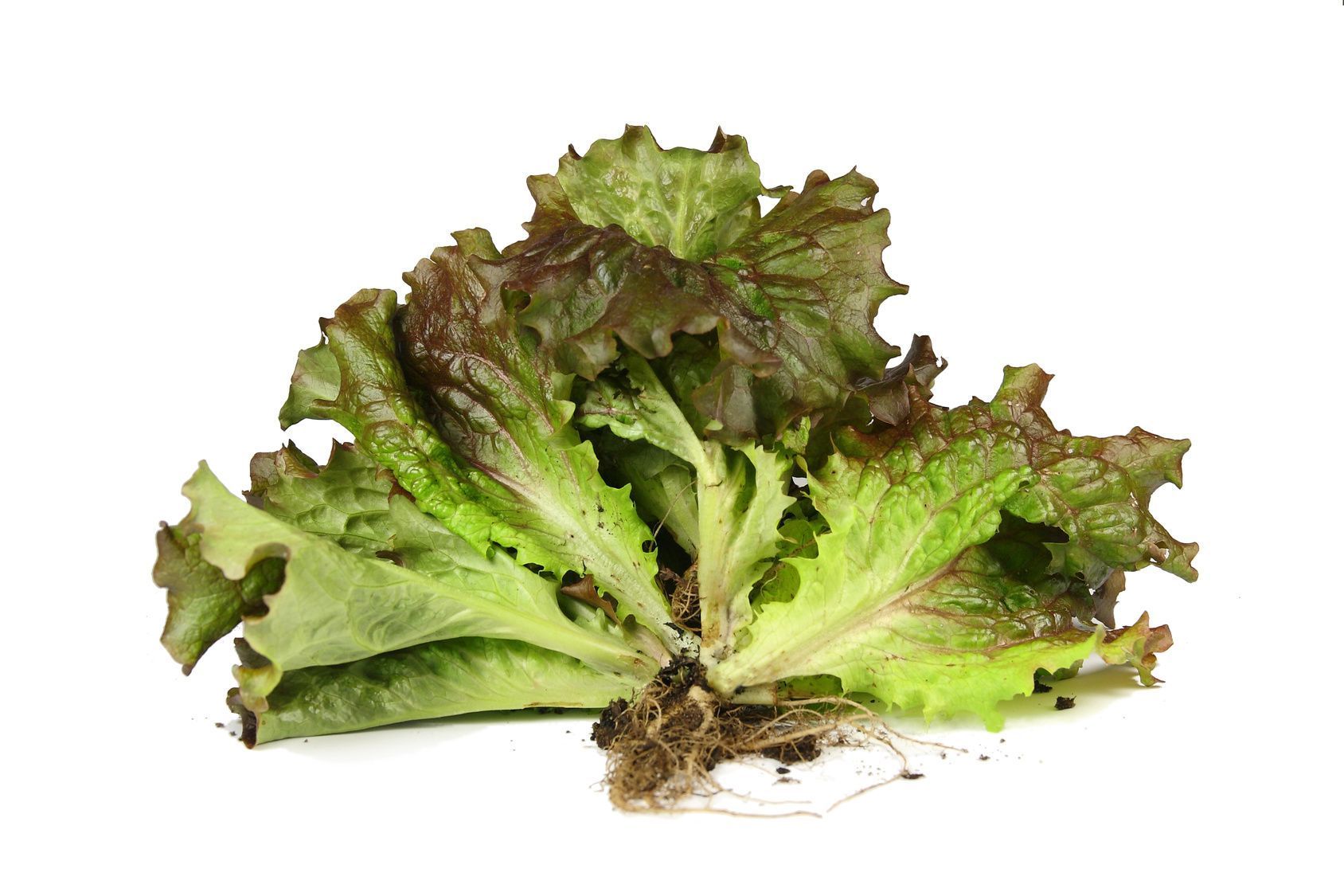 Achten Sie beim Salatkauf darauf, dass die Salatköpfe noch Wurzeln haben – so halten sich die Vitamine im Gemüse länger.