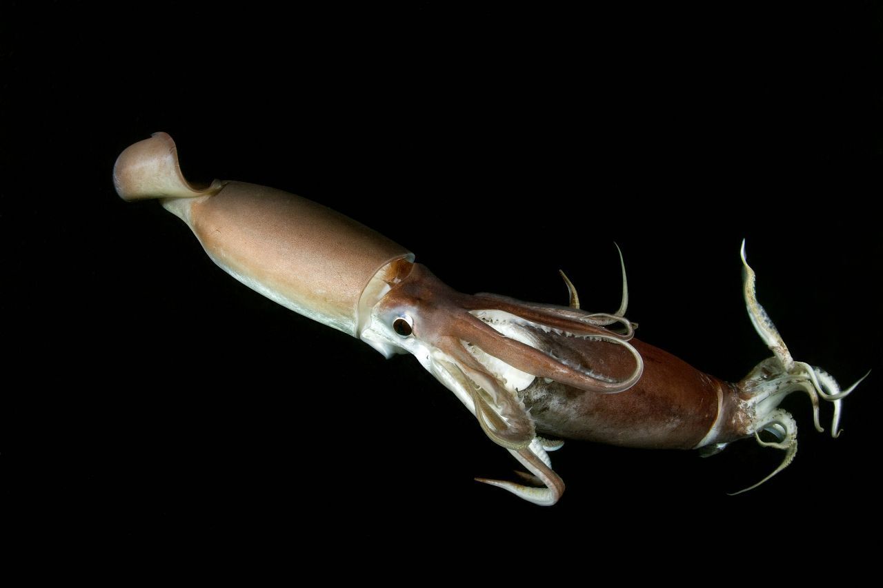 In Tiefen von bis zu 1.200 Metern, aber auch oberflächennäher in 250 Metern Wassertiefe an der Pazifikküste Nord- und Südamerikas lebt der Humboldt-Kalmar (Dosidicus gigas). Er erreicht eine Gesamtlänge von bis 2,5 Metern und kann ungefähr 50 Kilogramm schwer werden.