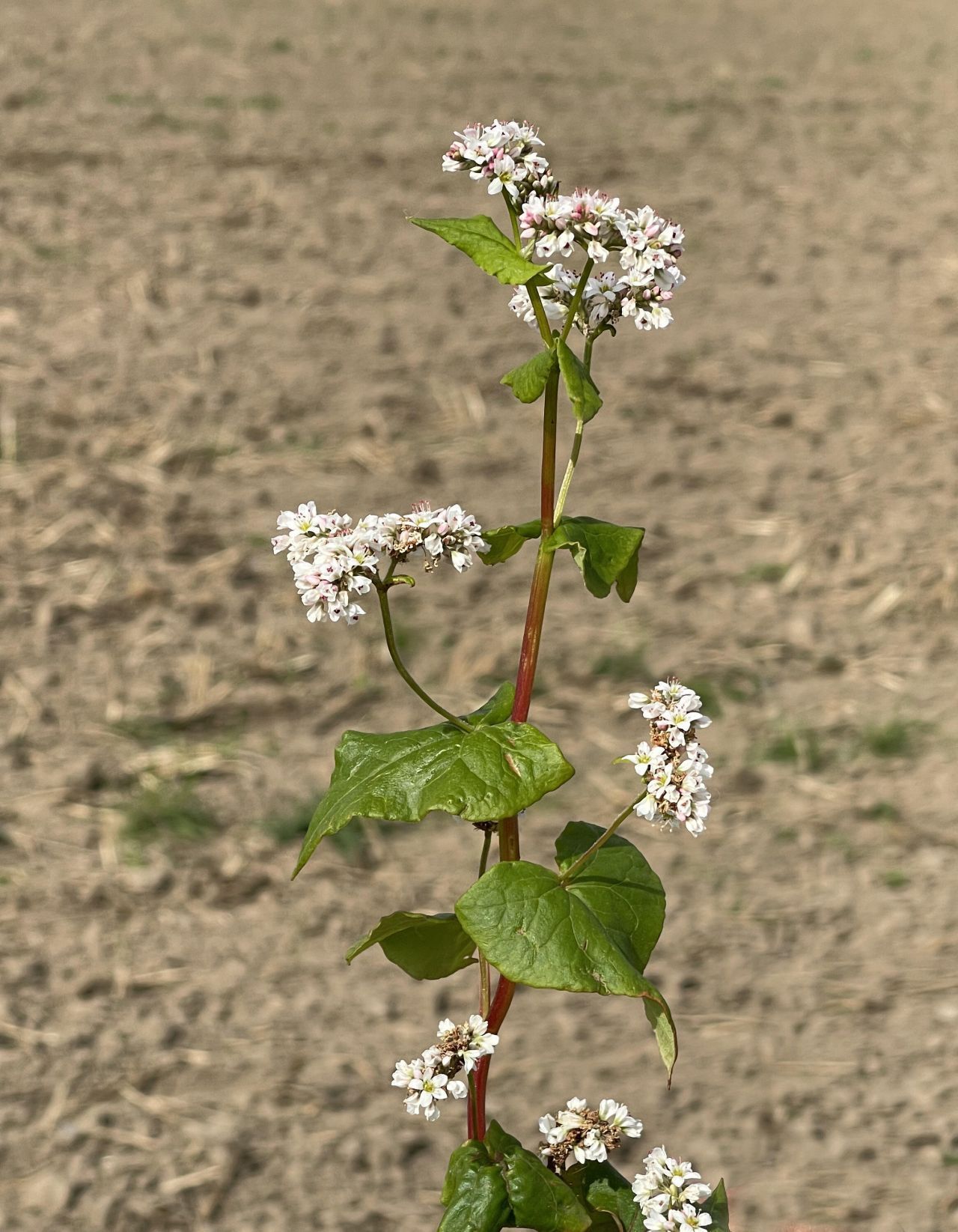 Die Buchweizenpflanze blüht in der Regel etwa vier bis sechs Wochen nach der Aussaat. Die Blüten sind weiß oder rosafarben.