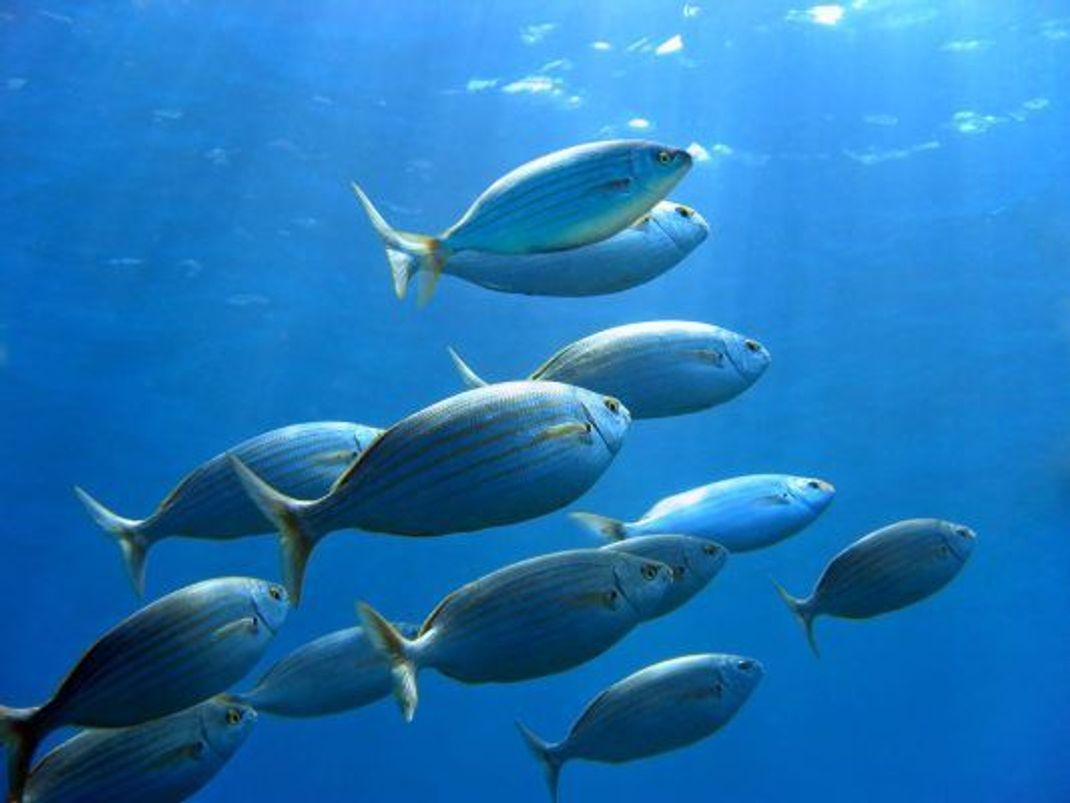 Fische orientieren sich reflexartig nach Lichtquellen, um nicht kopfüber zu treiben.