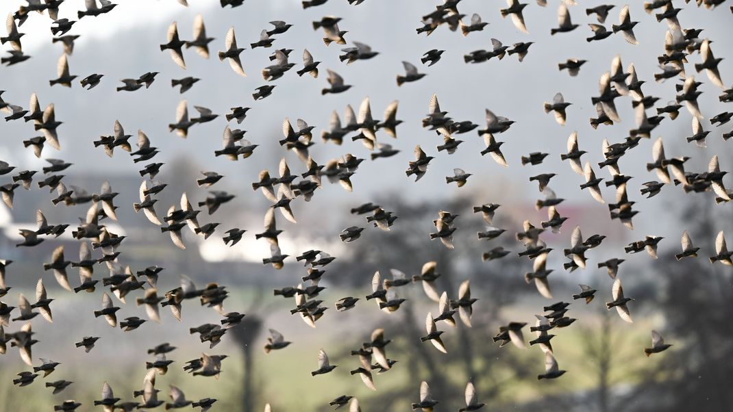 Ein Vogel mit weißen Federn im Gefieder? Es passiert nicht oft, kann aber vorkommen.