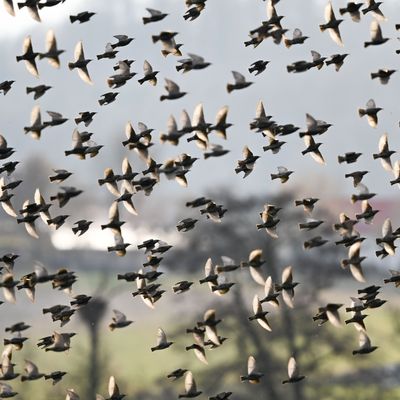 Seltenes Phänomen: Das Gefieder mancher Vögel kann ausbleichen