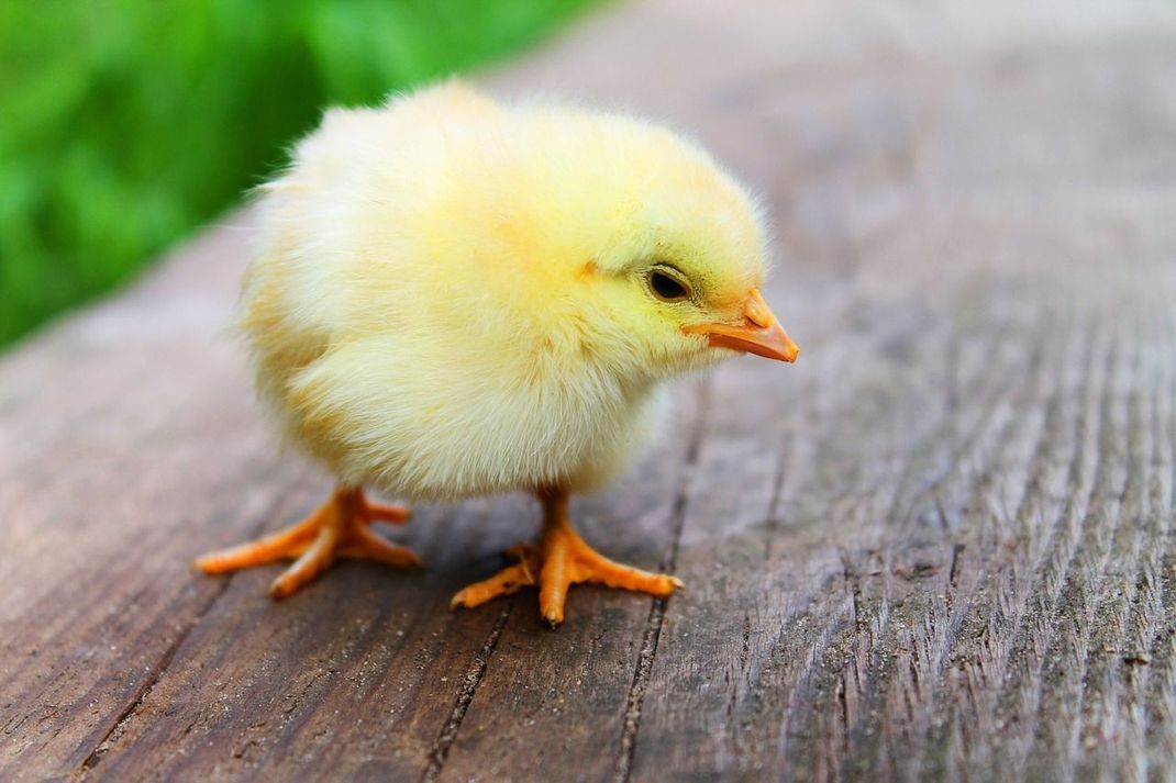 Ostern wird nicht nur die Auferstehung Christi gefeiert, sondern auch das Leben, das Erwachen der Natur und des Frühlings.