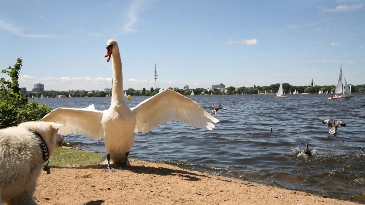 Schwan Verteidigt Sich Gegen Hund Gettyimages 104314620