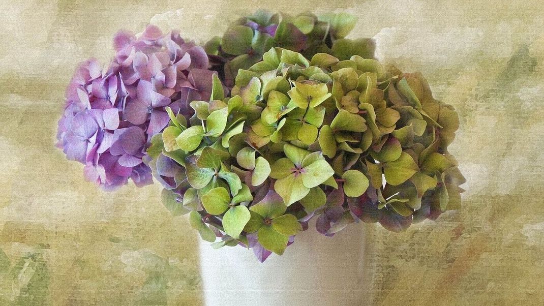 Nicht nur auf Hochzeiten sehr beliebt: Ein Blumenstrauß aus Hortensien bringt Farbe in die eigenen vier Wände.