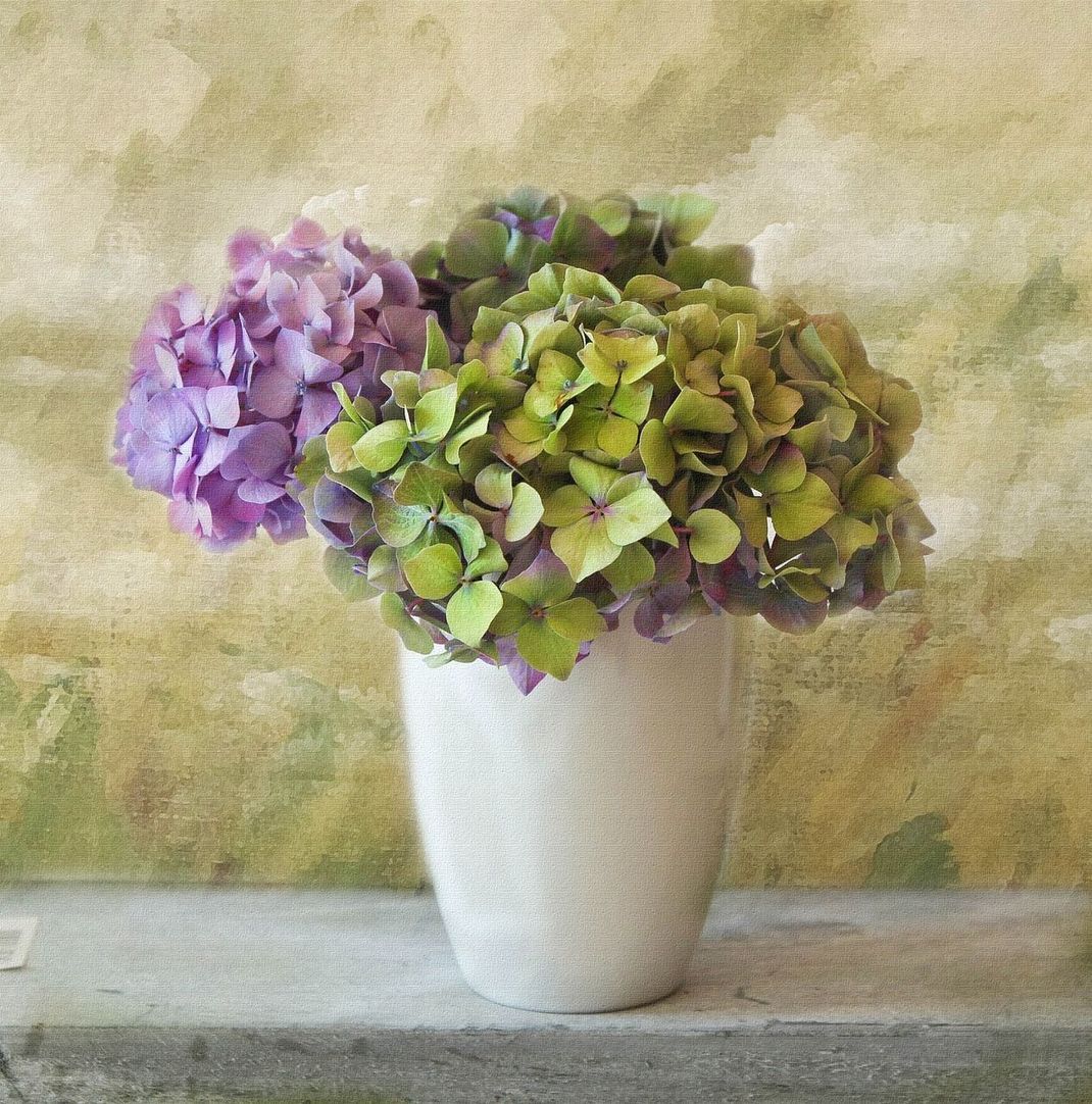 Nicht nur auf Hochzeiten sehr beliebt: Ein Blumenstrauß aus Hortensien bringt Farbe in die eigenen vier Wände.