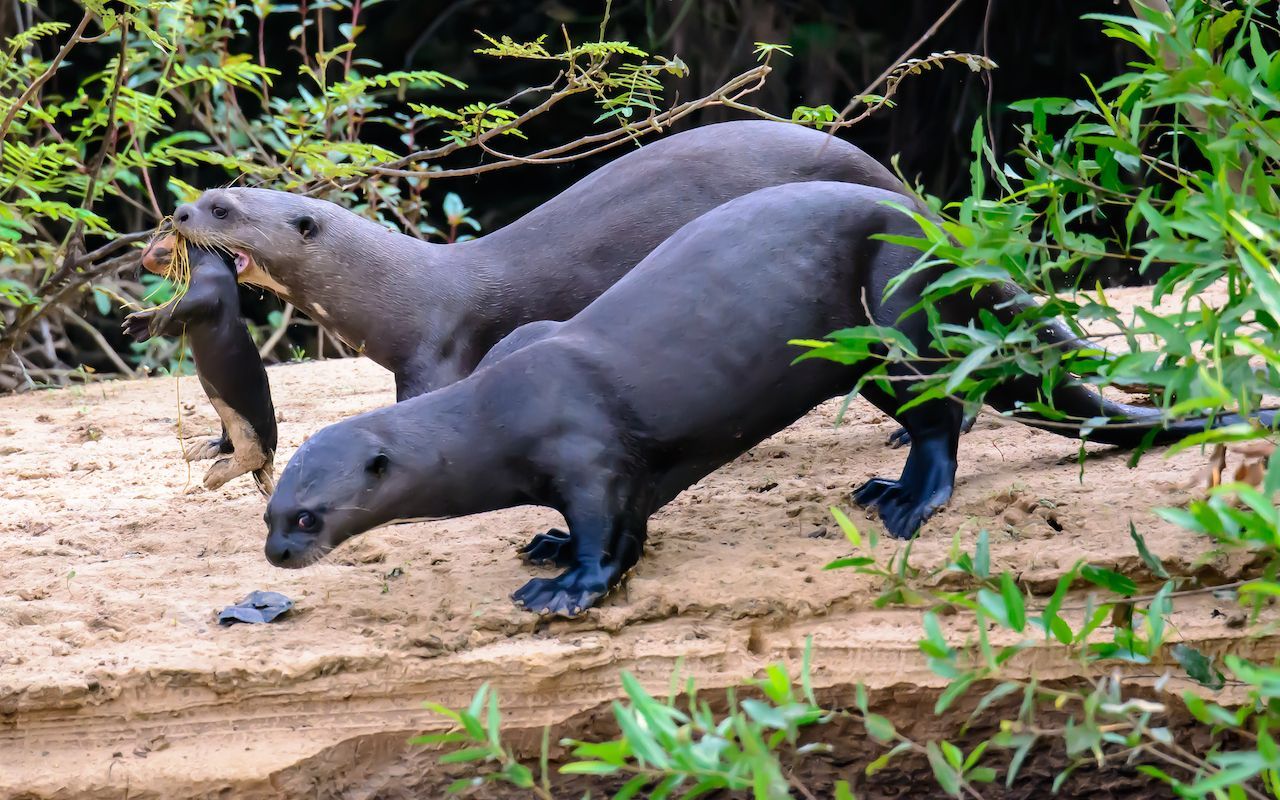 Ein Riesenotterweibchen braucht während der Stillzeit viel Energie (Fisch!). Geht sie im Wasser auf die Jagd, bleiben die Babies bei den älteren Geschwistern an Land.