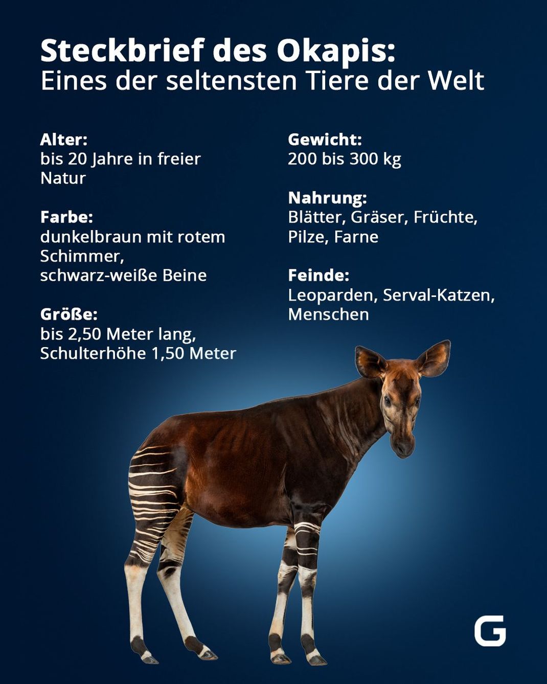 Die wichtigsten Eckdaten zum seltenen Okapi auf einem Blick