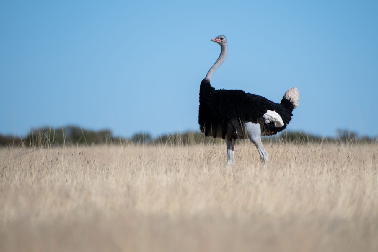 Vogel Strauß: Nach Körpermaß überragt der Afrikanische Strauß alle. Bis zu 2,80 Meter wird der Laufvogel groß und wiegt bis zu 150 Kilo. Klar, dass er bei dieser Masse eher auf schnelles Rennen setzt als auf Fliegen. Das kostet nämlich viel mehr Energie. Mit bis zu 70 Stundenkilometer läuft er allen davon und ist damit auch der schnellste Vogel an Land. 