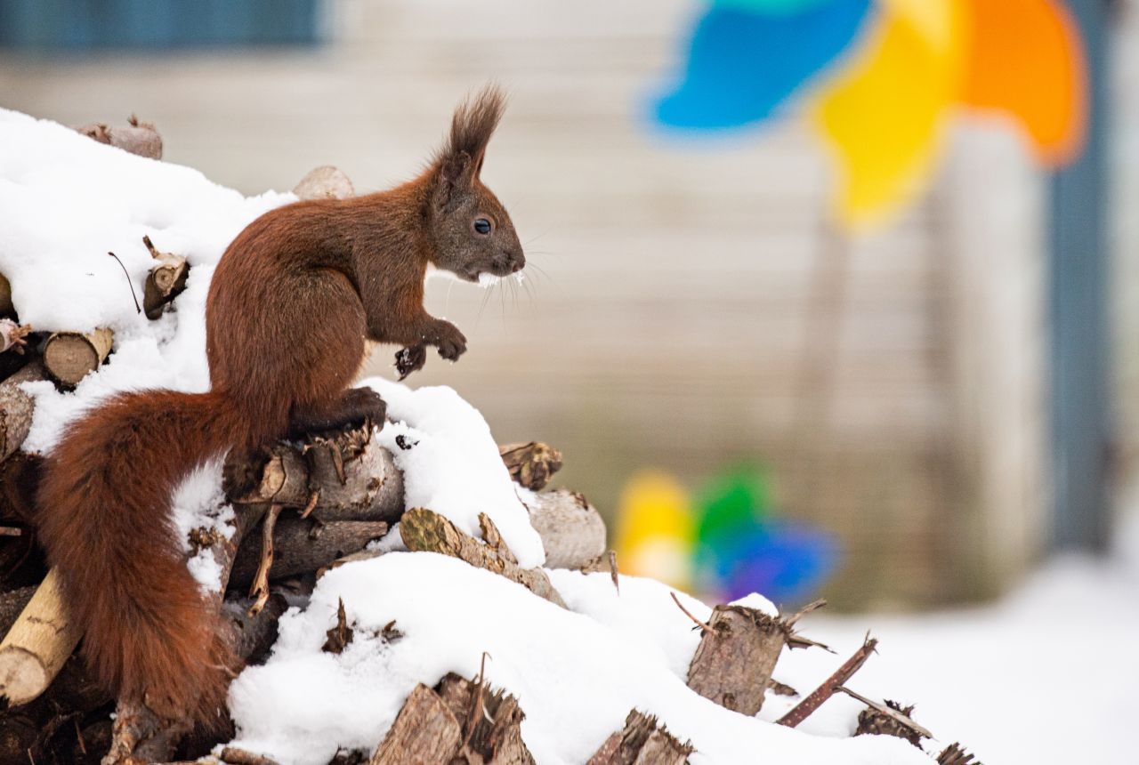 Eichhörnchen gibt es auch im Schnee. Sie halten nämlich keinen Winterschlaf, sondern Winterruhe. Die meiste Zeit des Tages verschläft das Tier, erwacht aber immer wieder ein bis zwei Stunden. Dann läuft es los, um sich mit der Nahrung zu versorgen, die es im Sommer und Herbst versteckt hat.