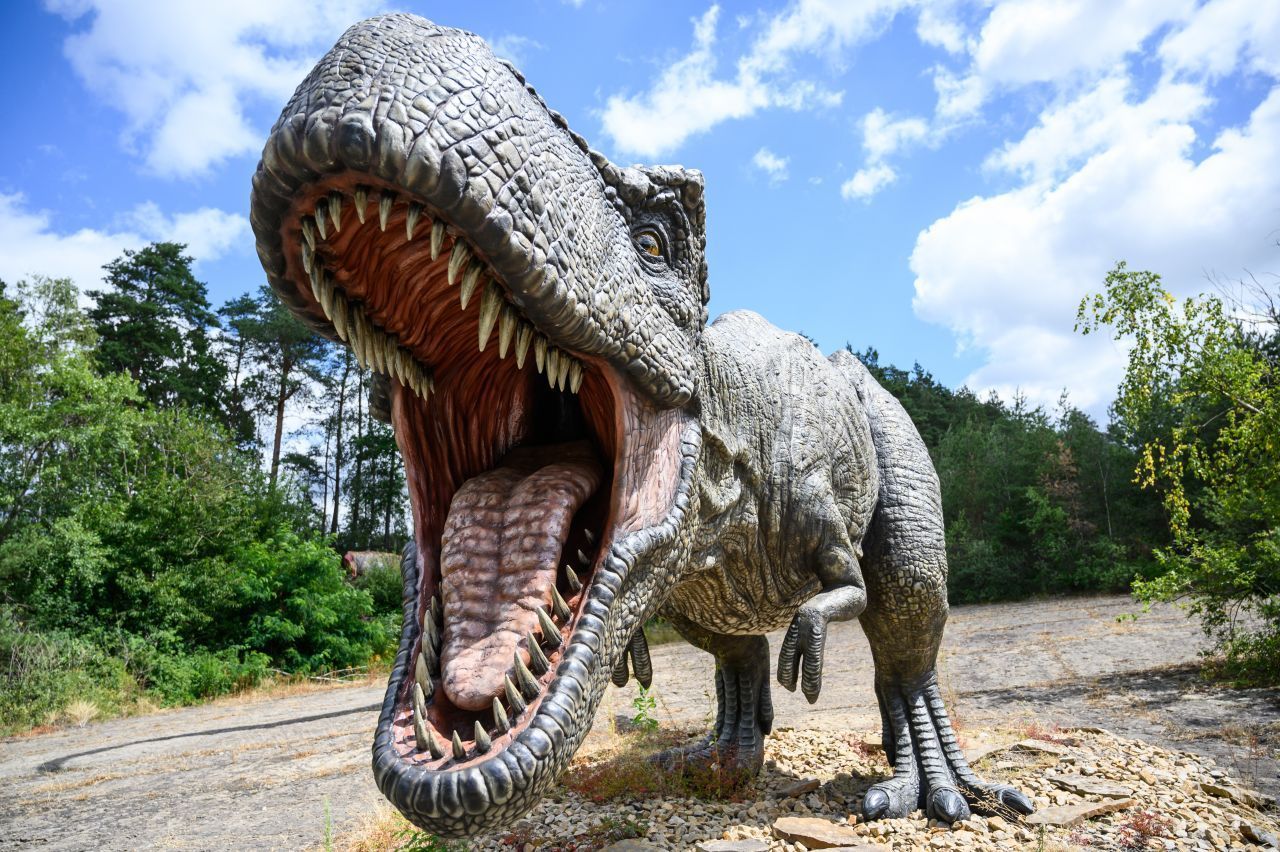 Gruseliges Gebiss: Dieser Tyrannoraurus Rex steht als Figur im Dino-Park Münchehagen in Niedersachsen.
