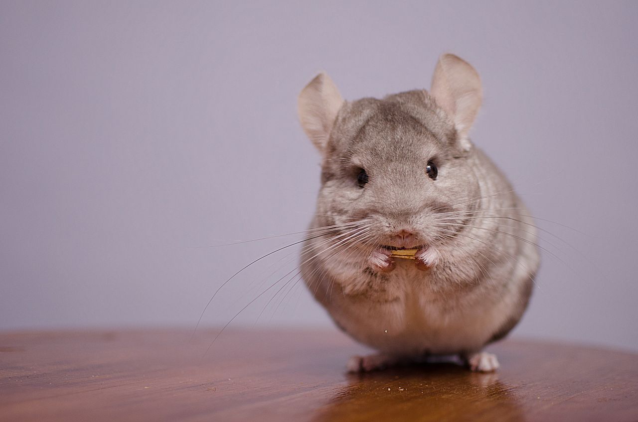 Chinchillas stellen sich auf die Hinterbeine und nehmen Futter in die Pfoten - oder ein Objekt, das sie untersuchen möchten.