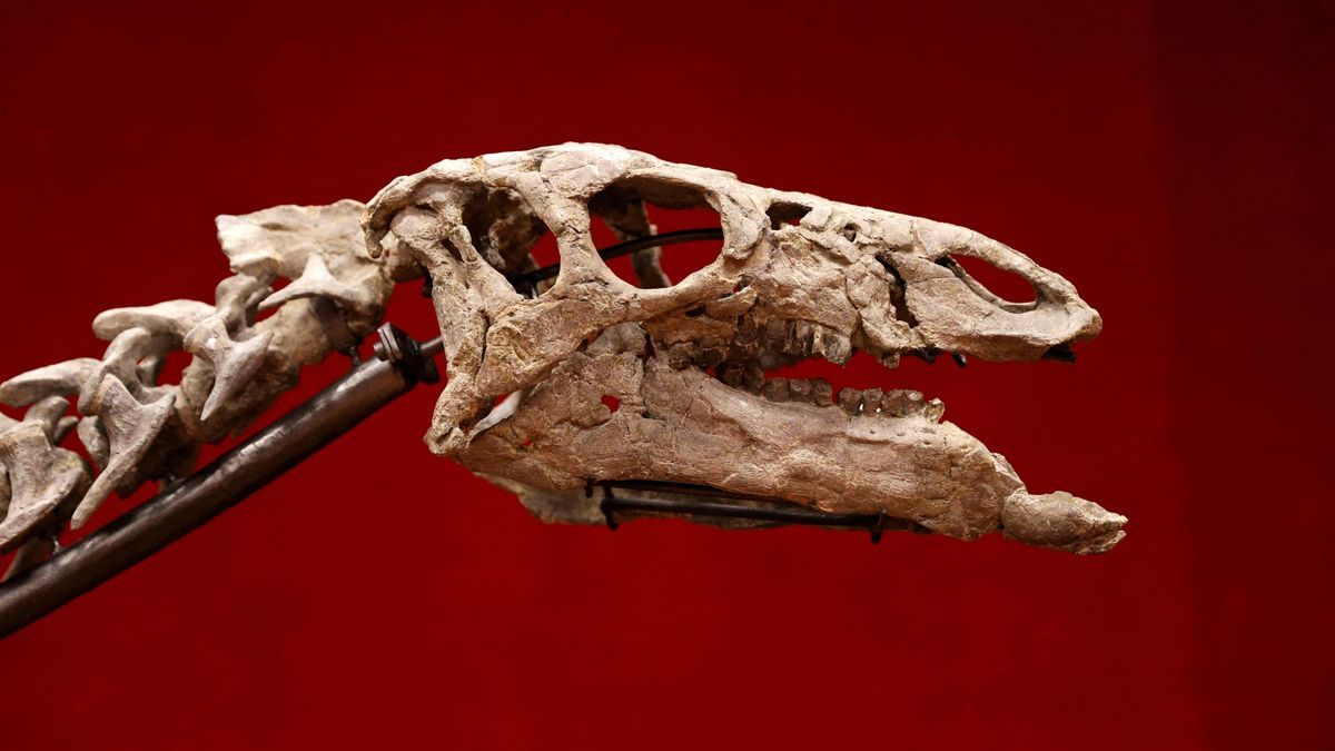 70 Millionen Jahre altes riesiges Dinosaurierskelett in Südfrankreich entdeckt