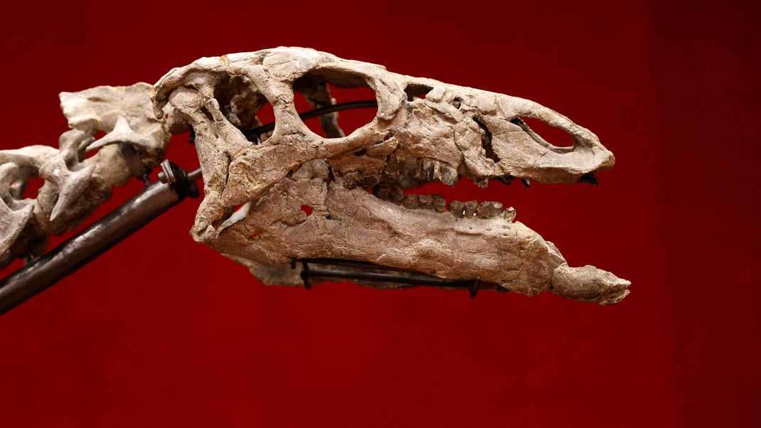 
Bei einer Zufallsentdeckung in Südfrankreich kam ein fast vollständiges Dinosaurierskelett zum Vorschein, das vom Schädel bis zum Schwanz verbunden ist. (Symbolbild)