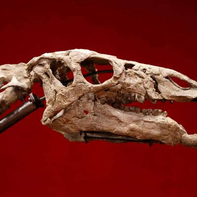 70 Millionen Jahre altes riesiges Dinosaurierskelett in Südfrankreich entdeckt