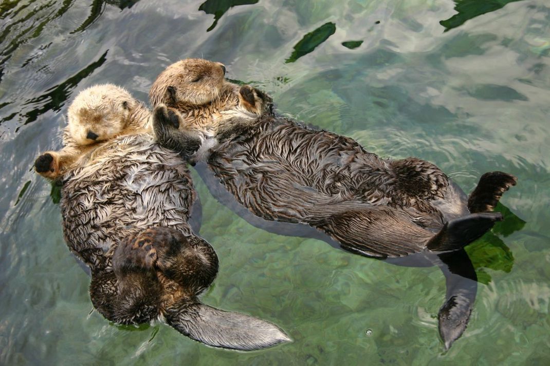 Seeotter halten beim Schlafen oft Händchen.