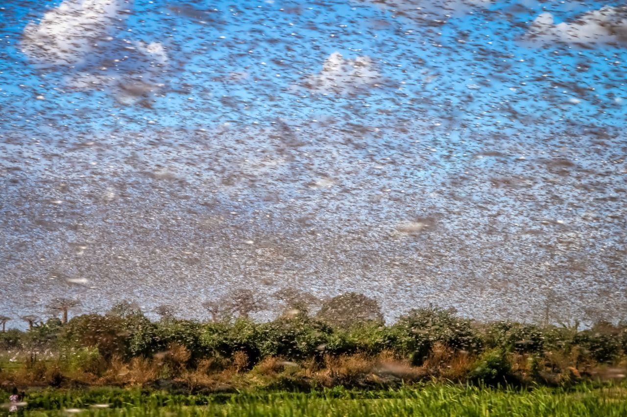 Eine Wander-Heuschrecke reist selten allein. Die gigantischen Schwärme bestehen aus Milliarden Tieren und erreichen ein unfassbares Gesamt-Gewicht von bis zu 1500 Tonnen! 