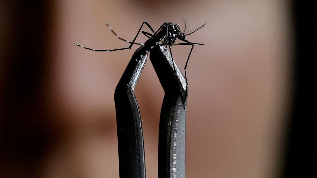 Die gemeldeten Fälle von Dengue-Fieber in Berlin, übertragen durch die Gelbfiebermücke, sind kräftig angestiegen. 