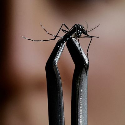 Die sogenannte "Aedes aegypti" überträgt das Dengue-Virus