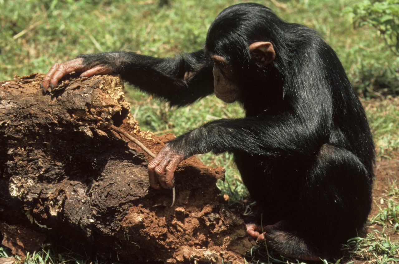 Schimpansen: Der opponierbare Daumen schafft nicht nur Affen, sondern auch uns Menschen einen Vorteil. Er kann den anderen Fingern gegenüberstehen und macht das Greifen möglich. Das erleichtert den Werkzeuggebrauch, was einen Vorteil bei der Nahrungsbeschaffung oder der Verteidigung darstellt. 