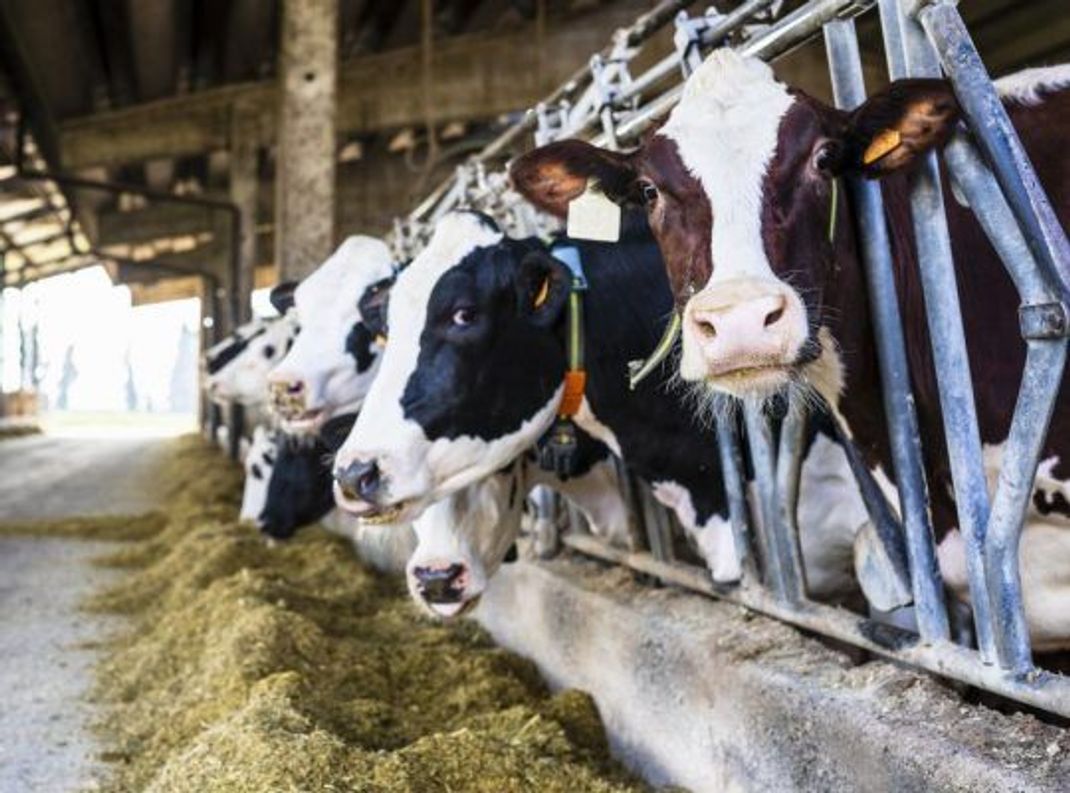 Rund 80 Prozent der Sojabohnen werden zu Schrot verarbeitet und an Nutztiere verfüttert. Soja ist nämlich sehr eiweißreich.