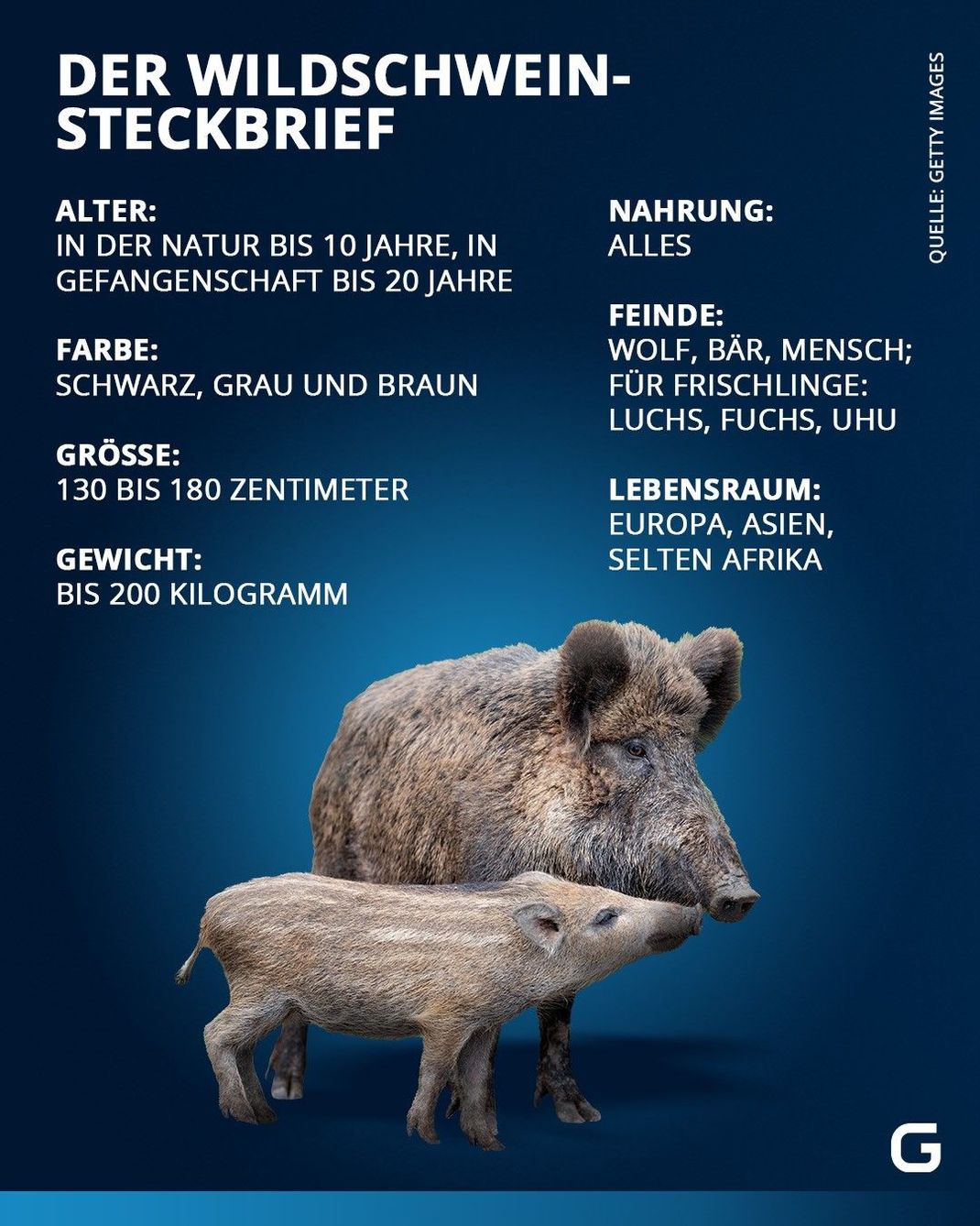 Alle Infos über Wildschweine auf einen Blick.