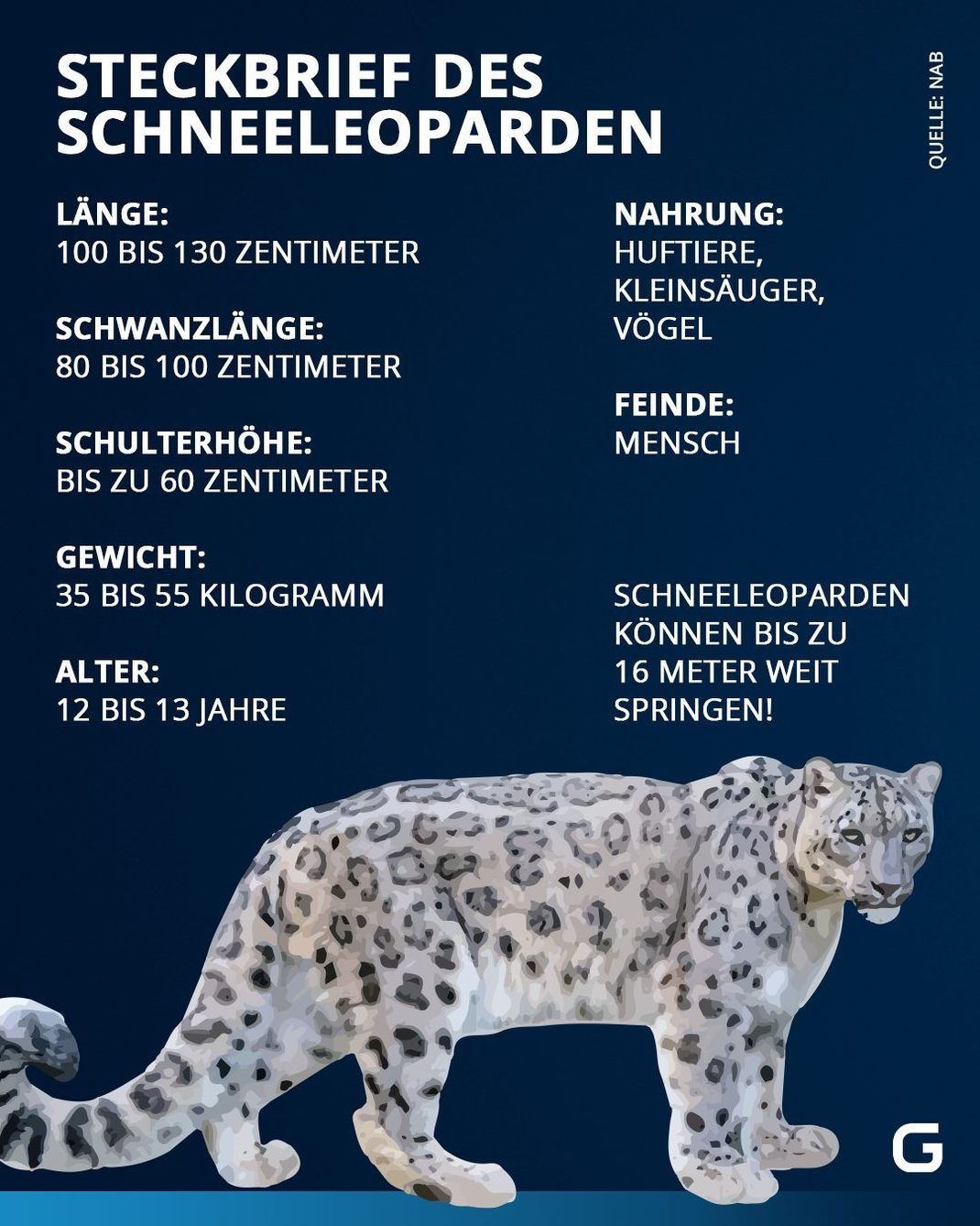 Schneeleopard Steckbrief: Länge, Gewicht, Alter, Nahrung und Feinde der Wildkatze