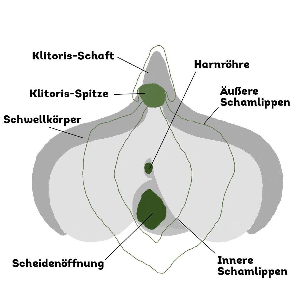 Die Anatomie der Klitoris