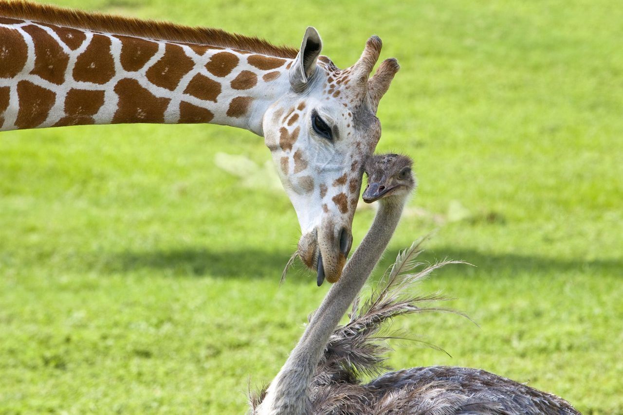 Giraffe Bea hat sich 2009 mit Strauß Wilma in einem Safari-Park in Florida angefreundet. Die Tiere suchen die Nähe zueinander und die Giraffe schleckt den Strauß gerne ab.