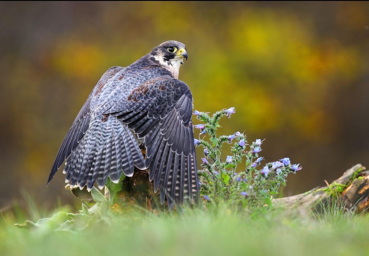 Wanderfalke: Er ist nicht nur der schnellste Vogel der Welt, sondern gilt auch als schnellstes Tier insgesamt. Denn im Sturzflug kommt der Raubvogel auf 360 bis zu 390 Stundenkilometer. Er liegt die Flügel so an, dass er besonders stromlinienförmig nach unten schießen kann. Das Kleinflugzeug Cessna bringt es im Vergleich auf 230 Stundenkilometer. Die normale Fluggeschwindigkeit des Falken beträgt bis zu 160 Stundenkilometer. 