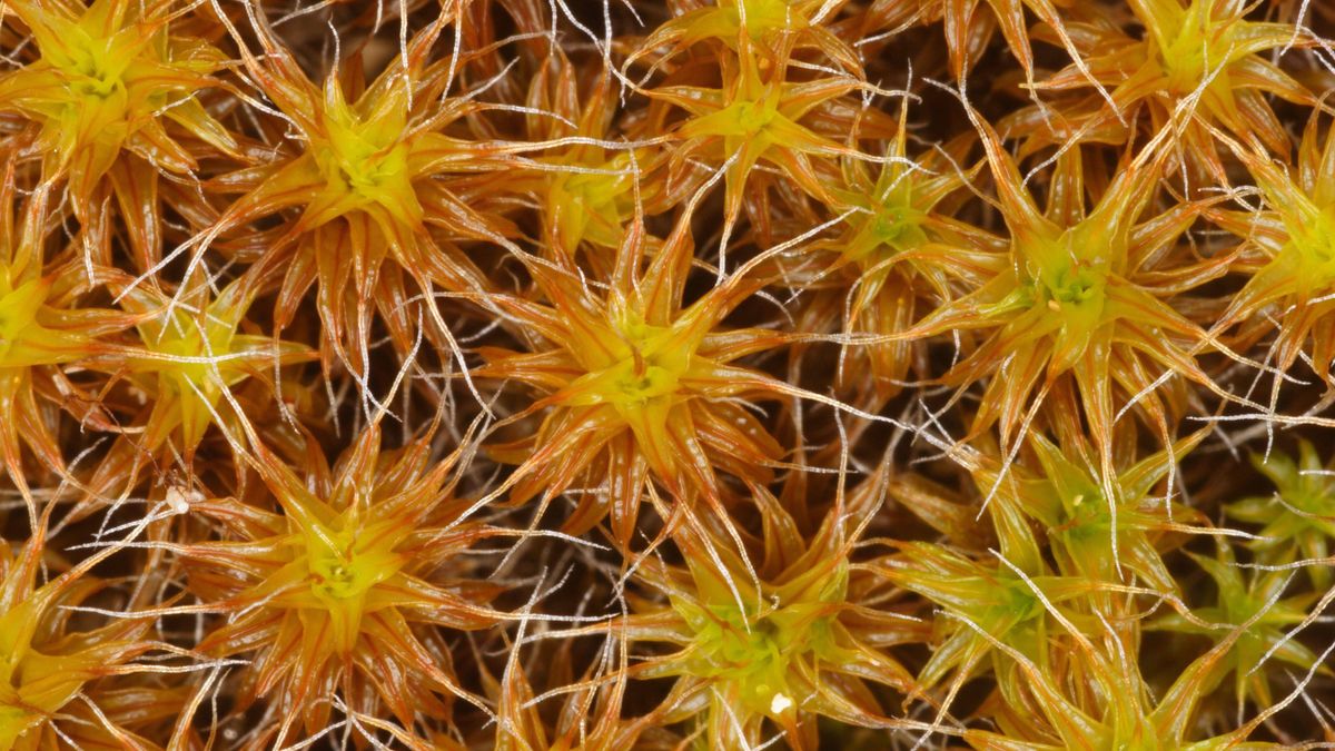 Beispiel-Bild einer Golden Dune Moss (Tortula ruraliformis), die auf Sanddünen wächst