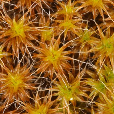 Beispiel-Bild einer Golden Dune Moss (Tortula ruraliformis), die auf Sanddünen wächst